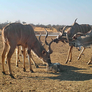 Zana Botes Safari