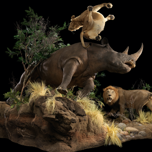 Black Rhino Mount