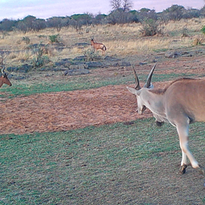 Cape Eland and Red Hartebeest