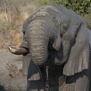 Elephant on Photographic safari Pilanesburg National park