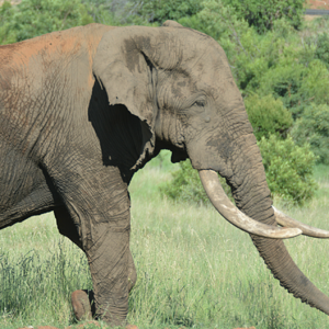 Elephant on Photographic safari Pilanesburg National park