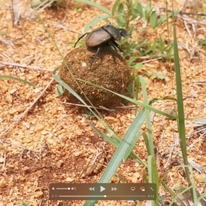 Dung beetle at work.