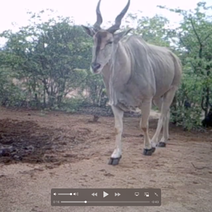 Trail am Eland. South Africa