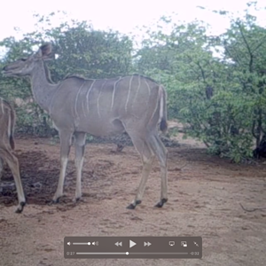 Trailcam Kudu herd. South Africa