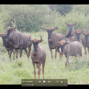 Blue Wildebeest