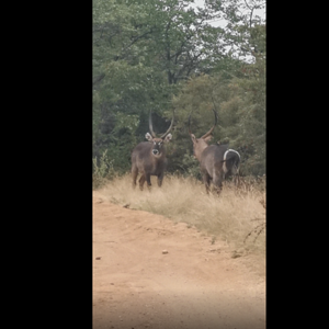 Waterbuck Bulls