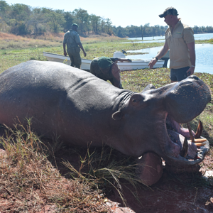 Omay Hippo Hunt Zimbabwe