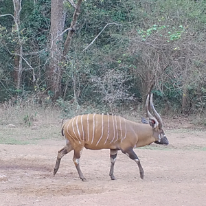 Nice Old Bongo