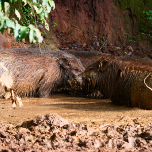 Giant Forest Hog In Central African Republic C.A.R