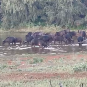 Buffalo Drinking Water South Africa