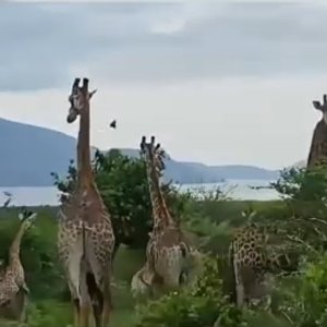 Mpeti Safaris