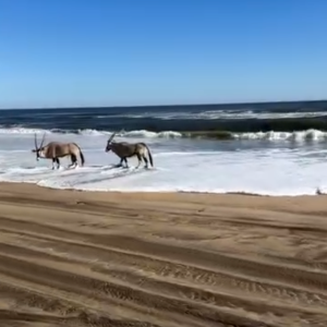 Gemsbok Playing in Namibia Ocean