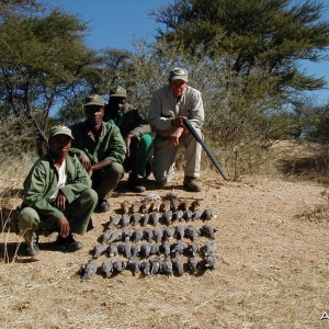 Sand Grouse & Dove Hunting in Namibia