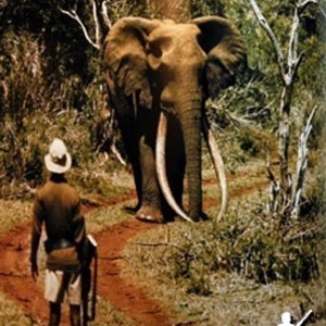 Elephant Encounter | AfricaHunting.com