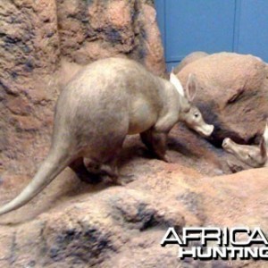 Taxidermy Aardvark