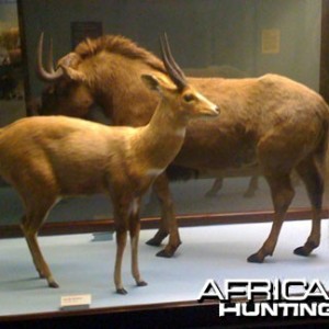 Taxidermy Bushbuck & Black Wildebeest