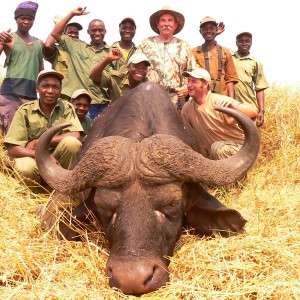 Cape buffalo