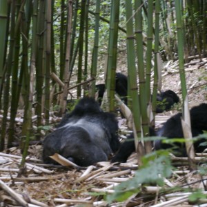 Gorilla Tracking in Uganda