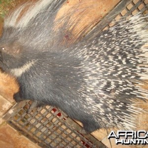 Porcupine