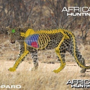 Hunting Leopard Shot Placement