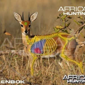 Hunting Steenbok Shot Placement