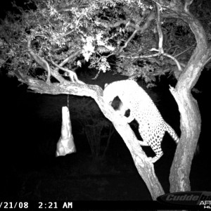 Leopard on Bait at Ozondjahe Safaris Namibia