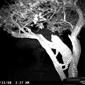 Leopard on Bait at Ozondjahe Safaris Namibia