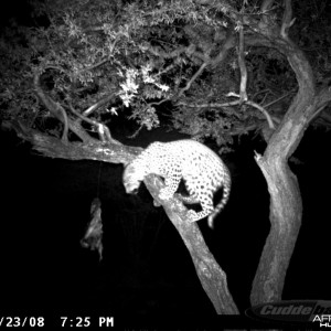 Hunting Leopard on Bait at Ozondjahe Safaris Namibia