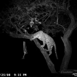 Hunting Leopard on Bait at Ozondjahe Safaris Namibia