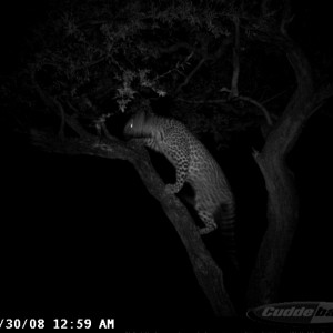 Hunting Leopard on Bait at Ozondjahe Safaris Namibia