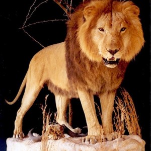 AfricanLion-BarbaryLionMount-02-A