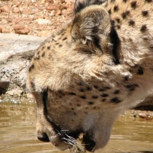 Cheetah Drinking