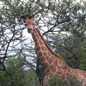 Namibia Giraffe