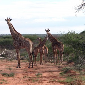 Africa Namibia Family Giraffe