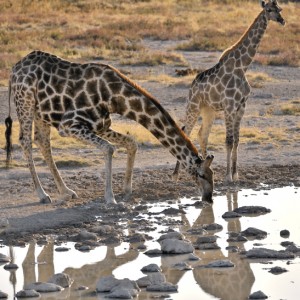 Africa Namibia Giraffe Drinking