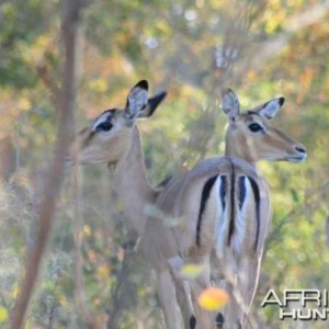 Impalas