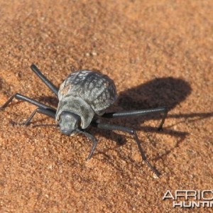 Tenebrionid Beetle
