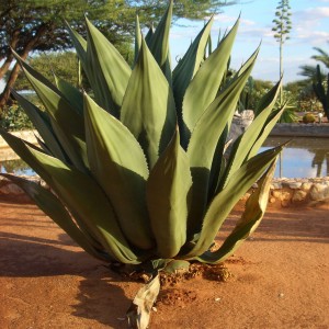 Africa Namibia Cactus