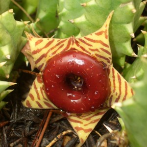 Africa Namibia Cactus Flower