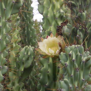 Africa Namibia Cactus Flower