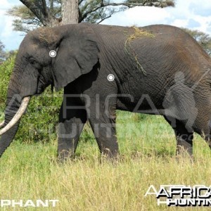 Hunting Elephant Shot Placement