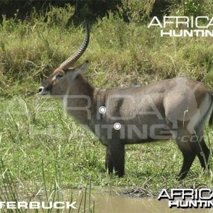 Hunting Waterbuck Shot Placement