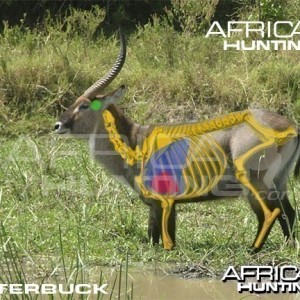 Bowhunting Waterbuck Shot Placement