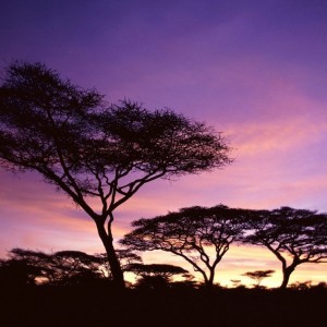 African Sunset