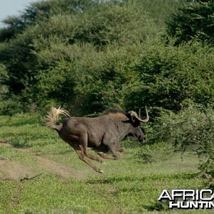 Wildebeest