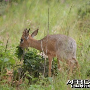 Damara Dik-Dik