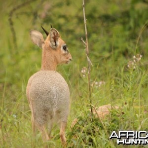 Damara Dik-Dik