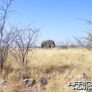 Elephant at Etosha