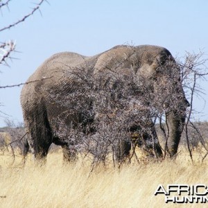 Elephant at Etosha