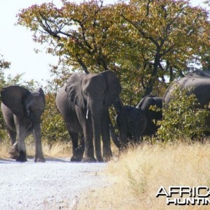 Elephant at Etosha